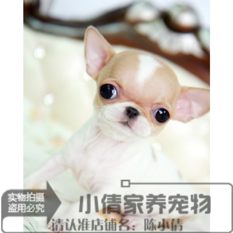纯种袖珍茶杯犬吉娃娃幼犬/活体宠物狗狗吉娃娃幼崽