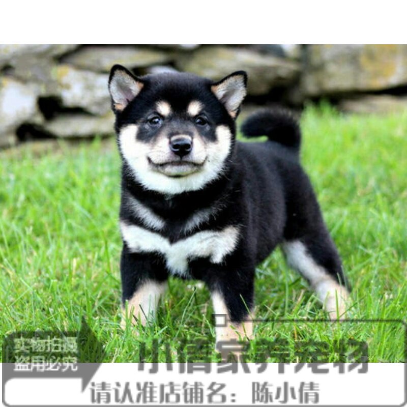 纯种日本柴犬黑色幼犬三色狗狗豆柴呆萌可爱皮实血统纯正活体h
