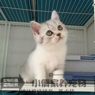 出售英国短毛猫银渐层纯种活体宠物猫英短渐层幼猫幼崽血统纯正x