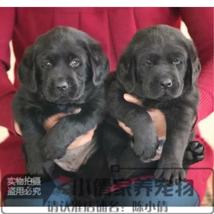 上海出售纯种拉布拉多犬幼犬拉布拉多寻回犬拉布拉多狗宠物狗狗x
