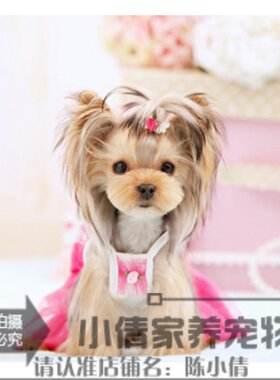 双血统金头银背韩国约克夏梗犬