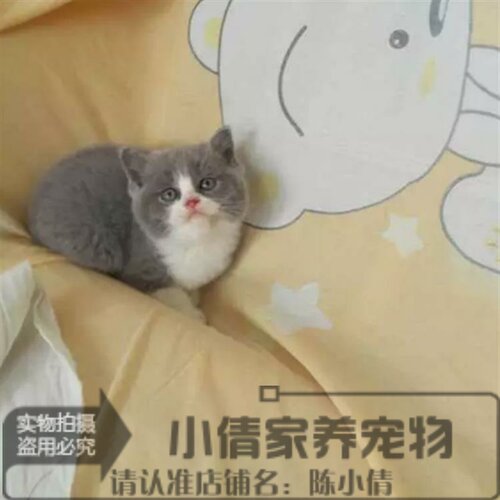 英短蓝白蓝猫猫活体纯种赛级英国短毛猫小猫活体纯种猫h - 封面