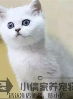 银渐层活体纯种英国短毛猫