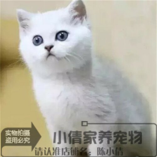 银渐层活体纯种英国短毛猫