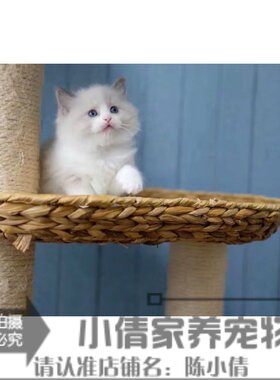出售活体纯种布偶猫
