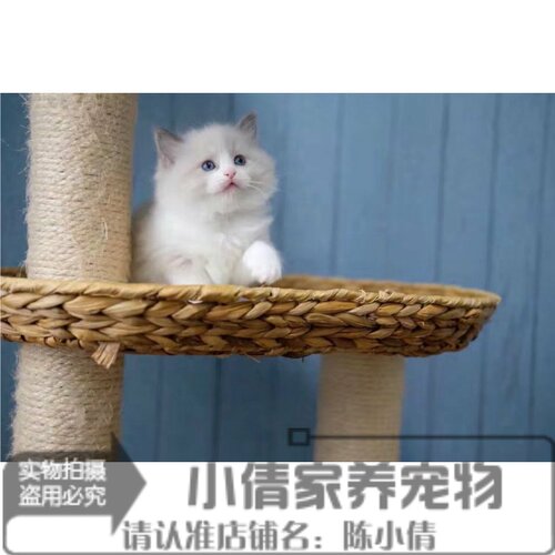出售活体纯种布偶猫