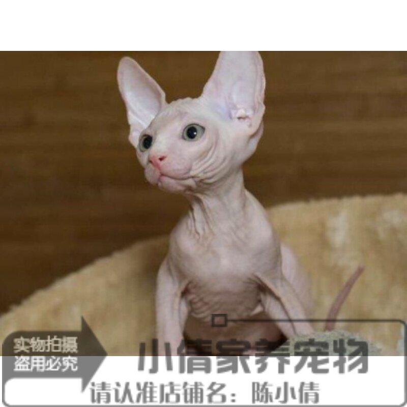 上海出售加拿大无毛猫幼猫活体宠物猫斯芬克斯纯白皮纯种鸳鸯眼h