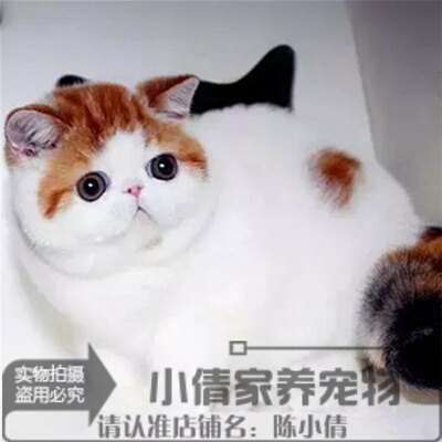 纯种活体异国短毛猫