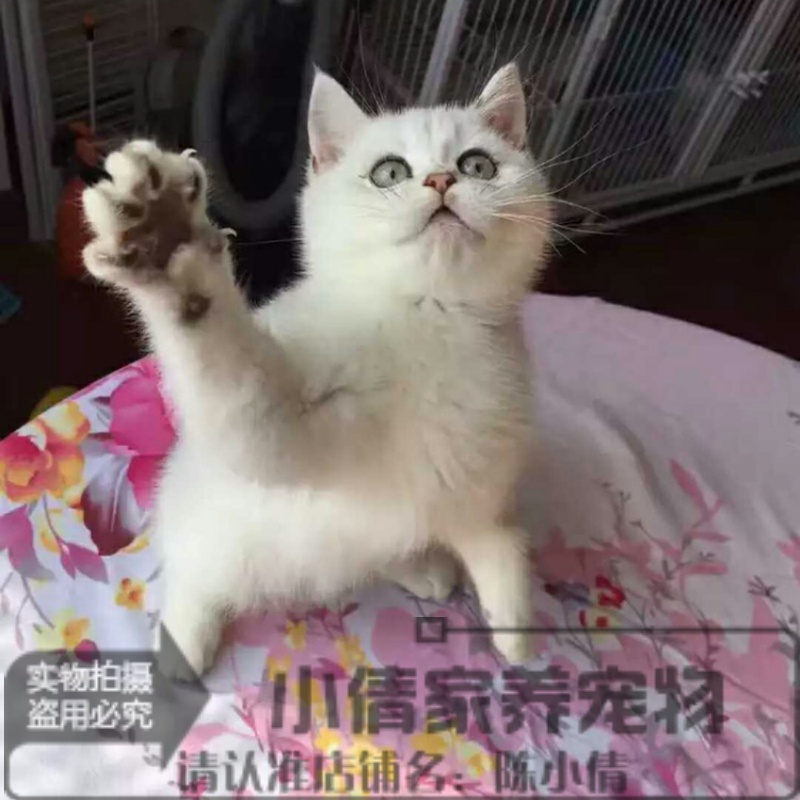 出售活体英短蓝猫