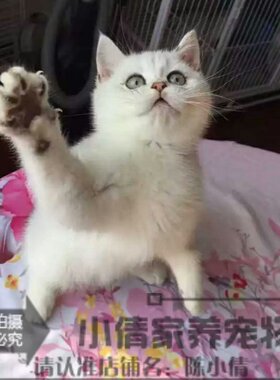 出售活体英短蓝猫