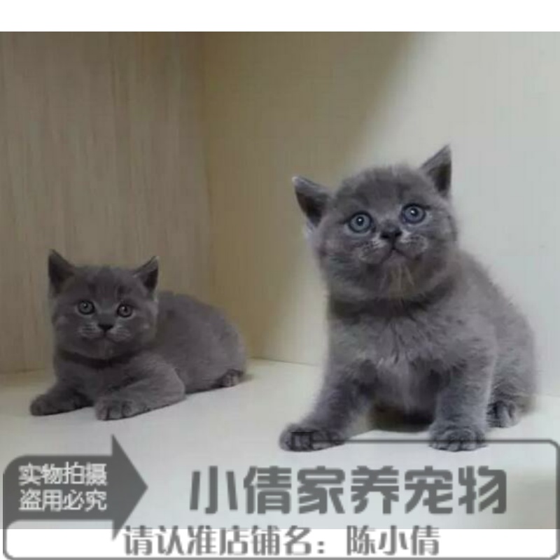 英短蓝猫 蓝猫 蓝猫幼猫 折耳猫 活体幼猫 猫咪宠物猫 家养蓝猫x