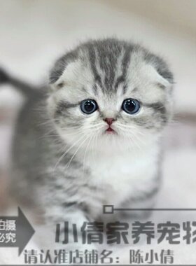 宠物猫咪活体宠物蓝猫波斯暹罗猫