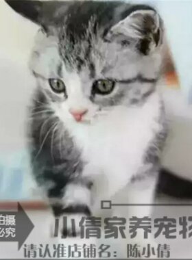 出售银虎斑活体美国短毛猫