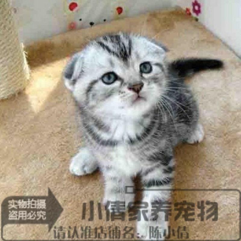 美短银虎斑苏格兰折耳猫cfa家庭猫舍幼猫宠物猫咪活体家养赛级x