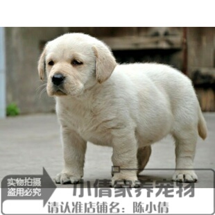 出售家养奶白色拉布拉多幼犬狗狗宠物活体温驯乖巧品相好骨量大h