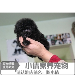 出售纯种泰迪犬纯种贵宾犬灰色泰迪犬灰色贵宾犬幼犬活体茶杯犬x