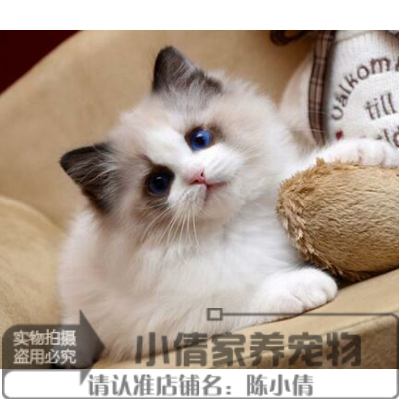 cfa猫舍出售布偶猫宠物猫活体幼猫宠物猫海豹双色大开脸q