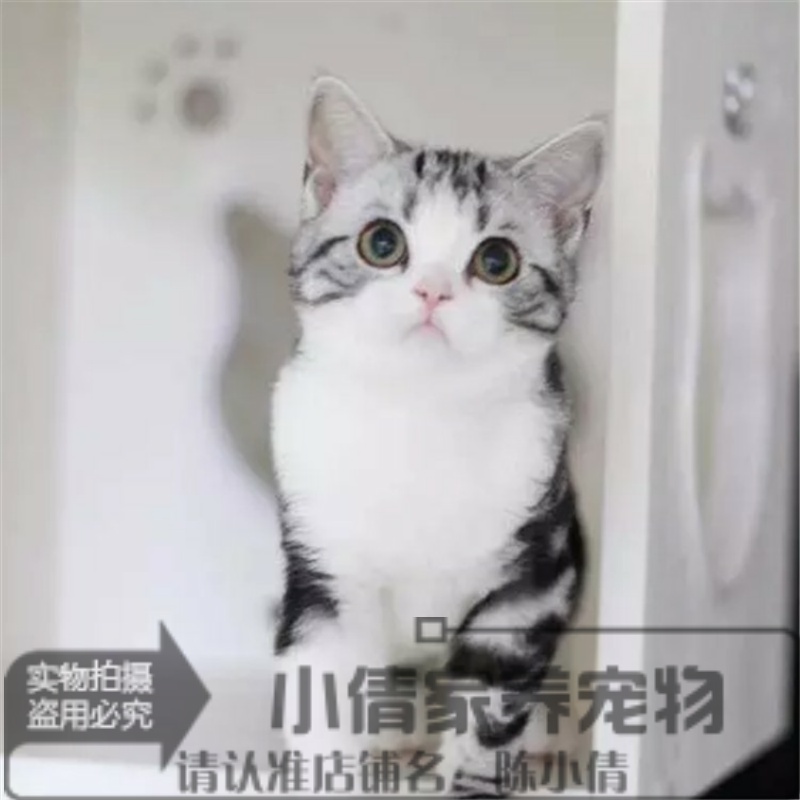 美短美短猫起司猫美国短毛猫美短加白八字脸粉鼻子粉爪幼猫活体x