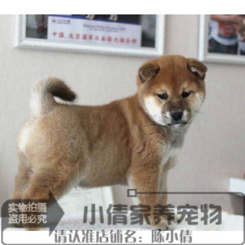 纯种棕色赤色日系柴犬幼犬品相骨量大包子脸逗逼神烦狗全国发货h