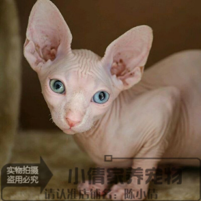 宠物猫活体小猫咪加拿大无毛猫幼猫斯芬克斯猫白皮鸳鸯眼无毛猫h