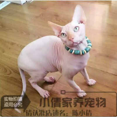 活体蓝眼睛加拿大无毛猫