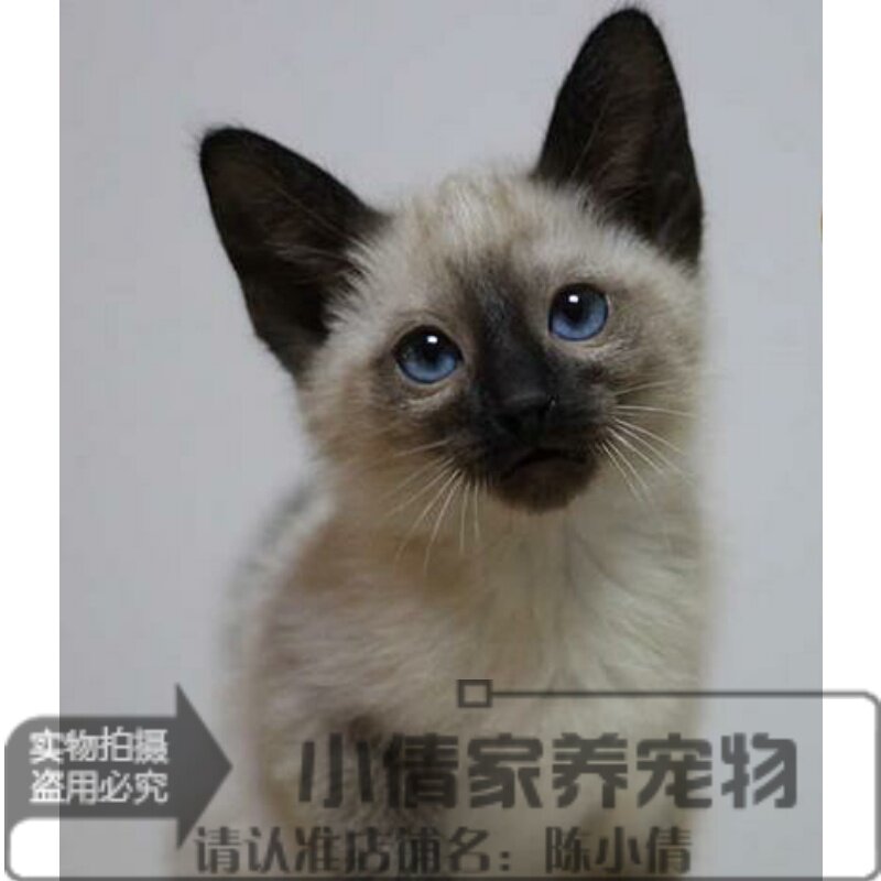 注册猫舍出售泰国暹罗猫活体幼猫挖煤工猫活体宠物猫活体可视频h