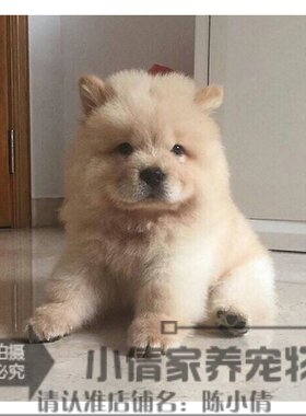 松狮支持支付宝驱虫疫苗宠物狗狗