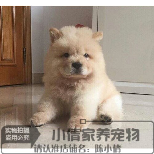 松狮支持支付宝驱虫疫苗宠物狗狗