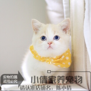 曼基康矮脚猫拿破仑短腿猫咪幼崽宠物活体幼猫小奶猫纯种猫短毛h