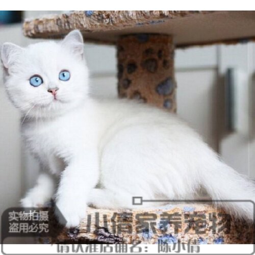 英短银渐层纯种活体俄罗斯蓝猫