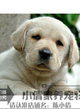 纯种活体拉布拉多幼犬