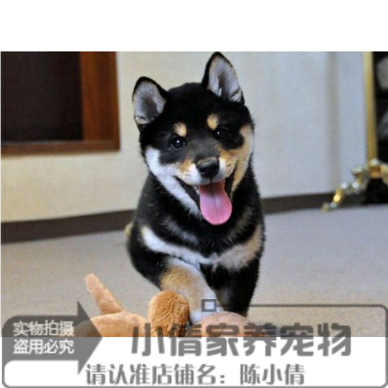 赛级双血统日本柴犬黑色幼犬宠物狗狗驱虫疫苗全大饼脸神烦狗h