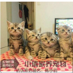 美短银虎斑粘人宠物猫纯种美国短毛猫幼猫活体银虎斑猫美短标斑h