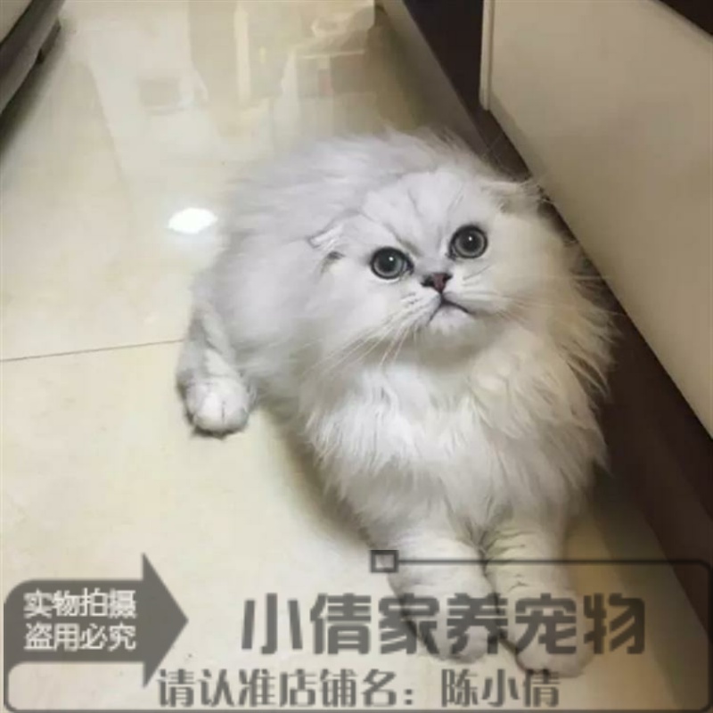 出售金吉拉幼猫长毛猫纯种家养银渐层绿眼宠物猫活体高地折耳猫x