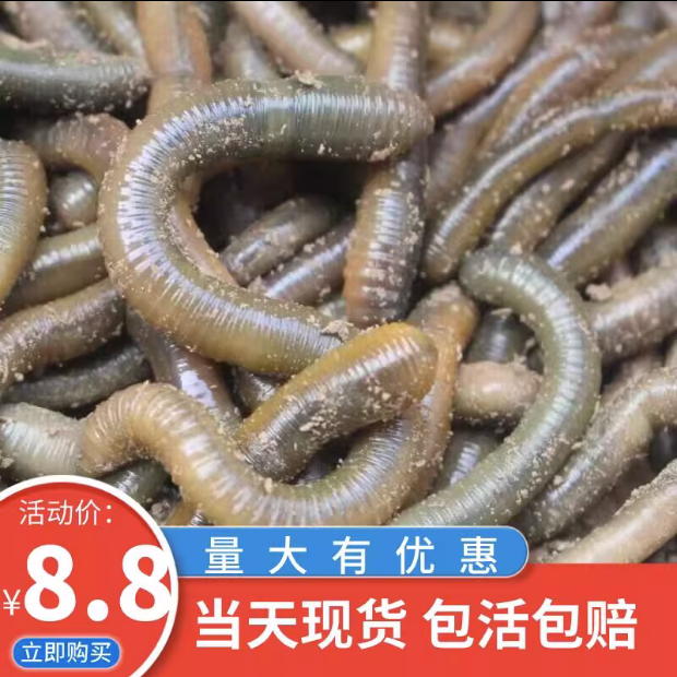 活体青蚯蚓鲜活黑蚯蚓钓黄鳝蚯蚓特大臭蚯蚓地龙松土蚯蚓钓鱼活饵