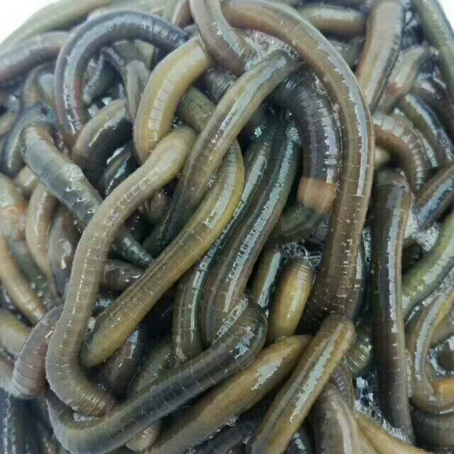 活体青蚯蚓鲜活黑蚯蚓钓黄鳝蚯蚓特大臭蚯蚓地龙松土蚯蚓钓鱼活饵