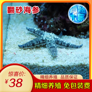 翻砂黑海参海星滤食海藻净化翻沙工具鱼活体海水族生物鱼海水鱼