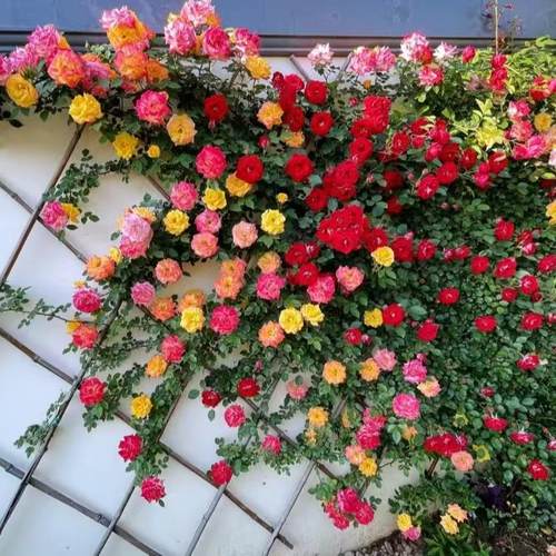 滕彩虹藤本月季多季花期长变色爬藤蔷薇可盆栽地栽易成活四季移栽