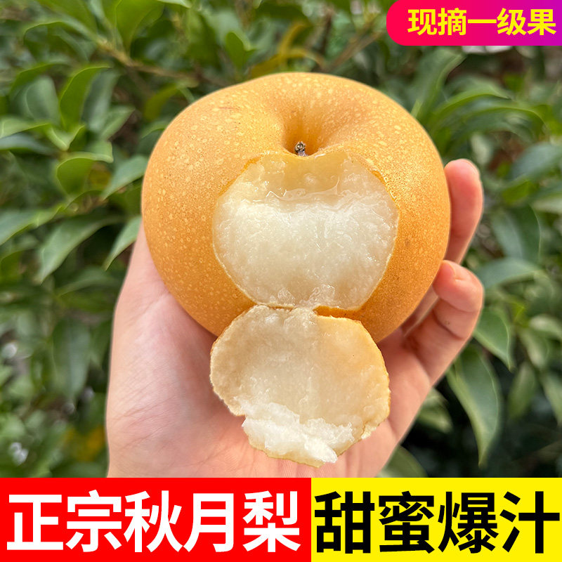 甜爆汁正宗秋月梨！！！