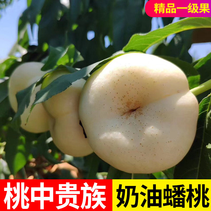 蒙阴奶油蟠桃新鲜当季孕妇水果纯甜白蟠桃扁桃子现摘现发整箱3斤