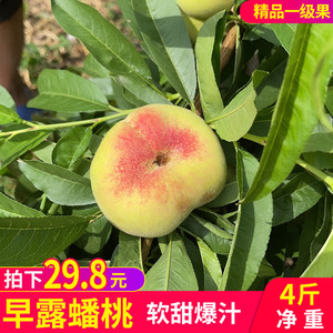 山东蒙阴蜜桃早露小蟠桃当季新鲜孕妇水果红蟠桃扁桃现摘整箱4斤