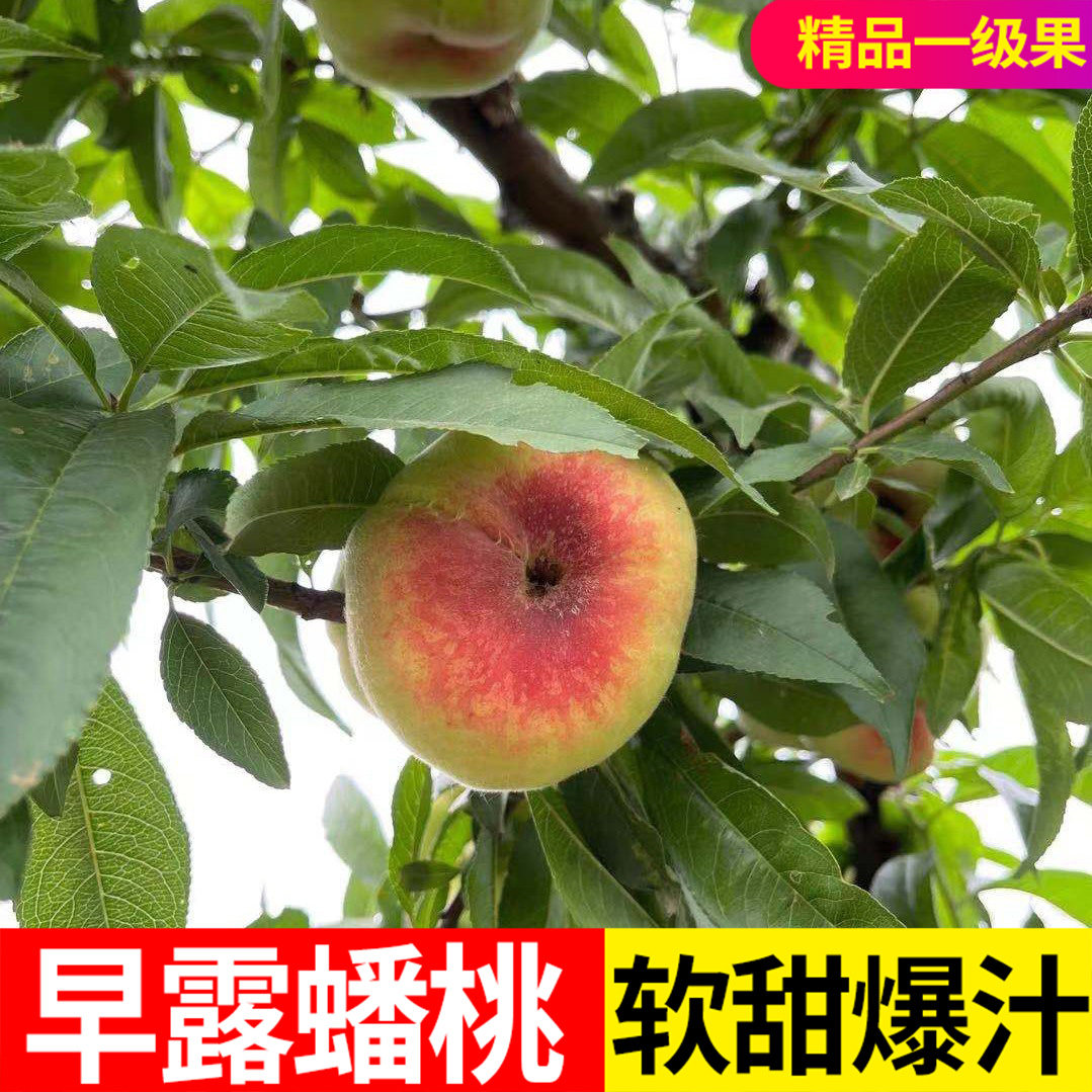 山东蒙阴蜜桃早露小蟠桃当季新鲜孕妇水果红蟠桃扁桃现摘整箱4斤