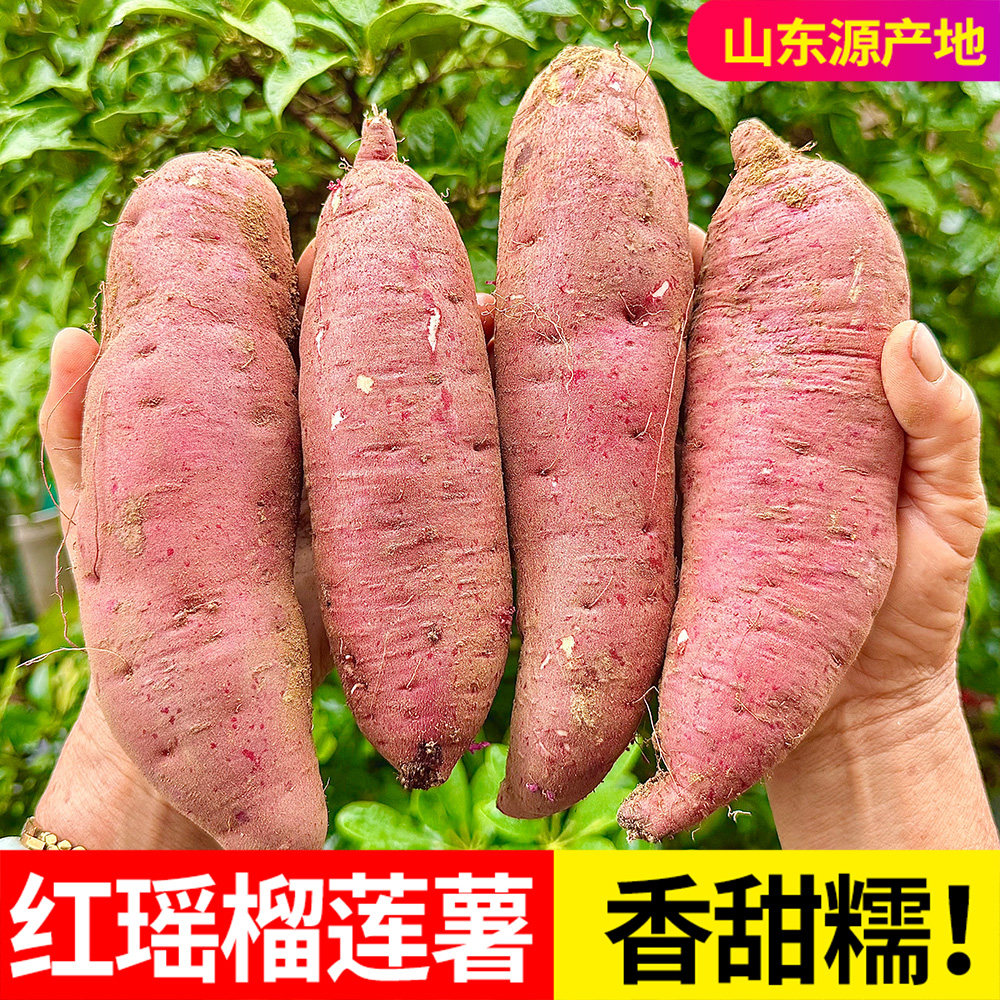 正宗红瑶榴莲蜜薯新鲜红薯烤香薯山东黄金蜜薯现挖地瓜番薯第一名,水产肉类/新鲜蔬果/熟食,番薯,淘宝优惠券,粉丝福利购,淘宝优惠卷