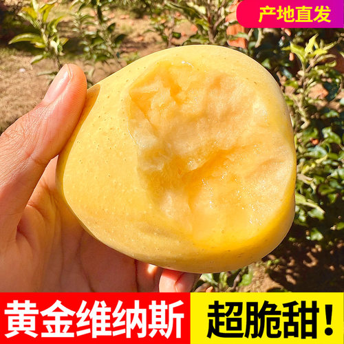 山东维纳斯黄金苹果新鲜水果当季现摘整箱奶油富士脆甜糖心丑苹果