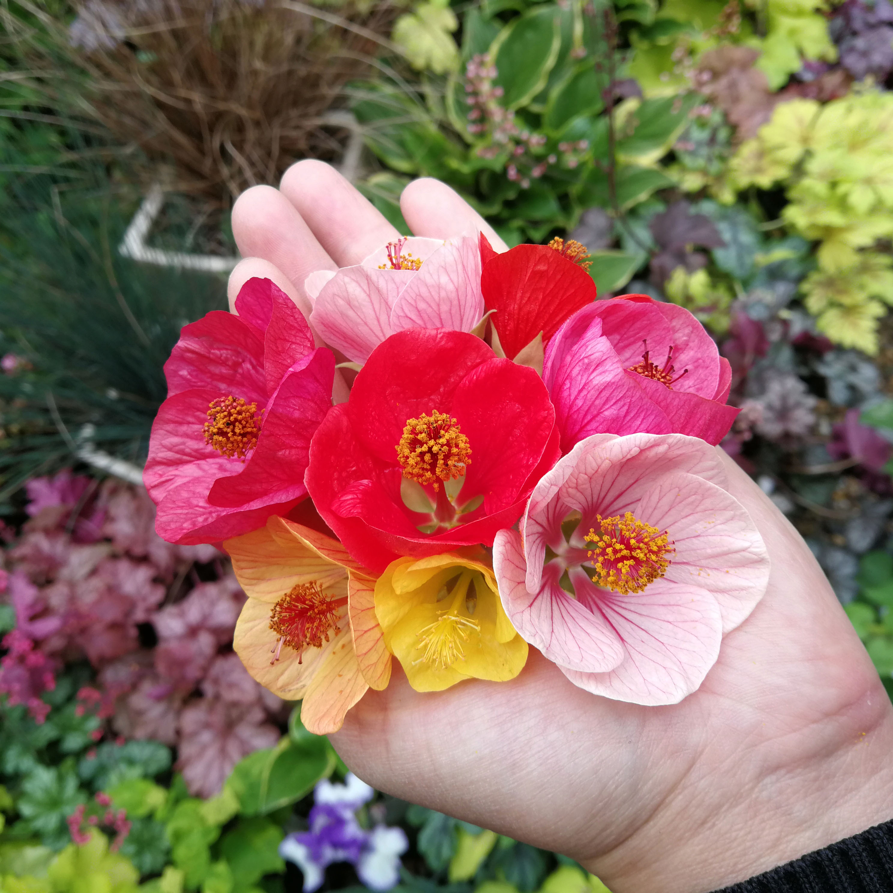 日本风铃苘麻植物宿根花卉阳台