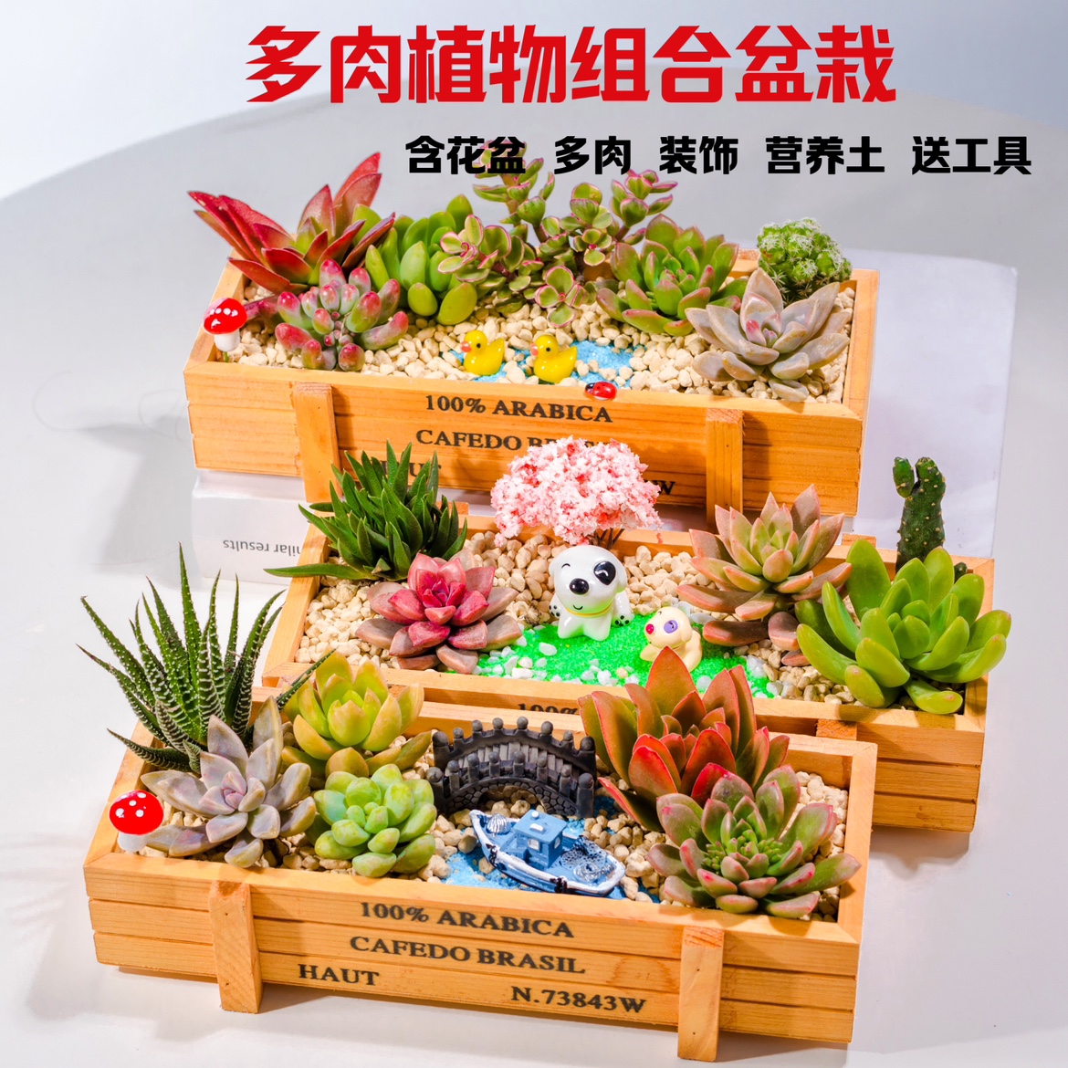 多肉植物组合盆栽含盆含土送工具
