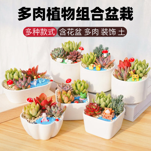 多肉微景观DIY组合盆栽多肉植物套餐材料白瓷盆土绿植摆件活动用