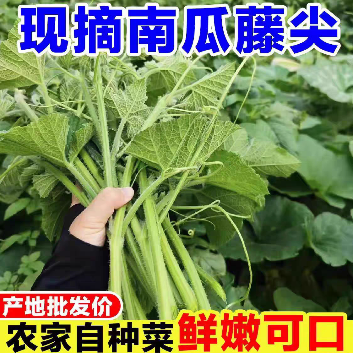 四川新鲜南瓜尖现采南瓜藤南瓜苗其它