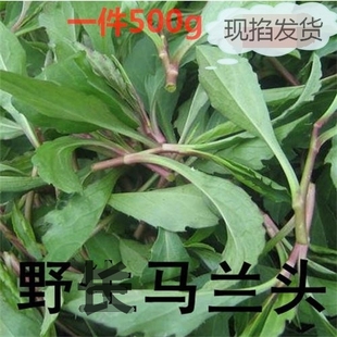 马兰头新鲜 野外泥鳅串种植田边紫菊地菜野菜种子现摘包邮鸡儿肠