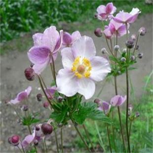 大火草新鲜白头翁山棉花大头翁白地紫菀草药材苗种植小株盆栽野苗